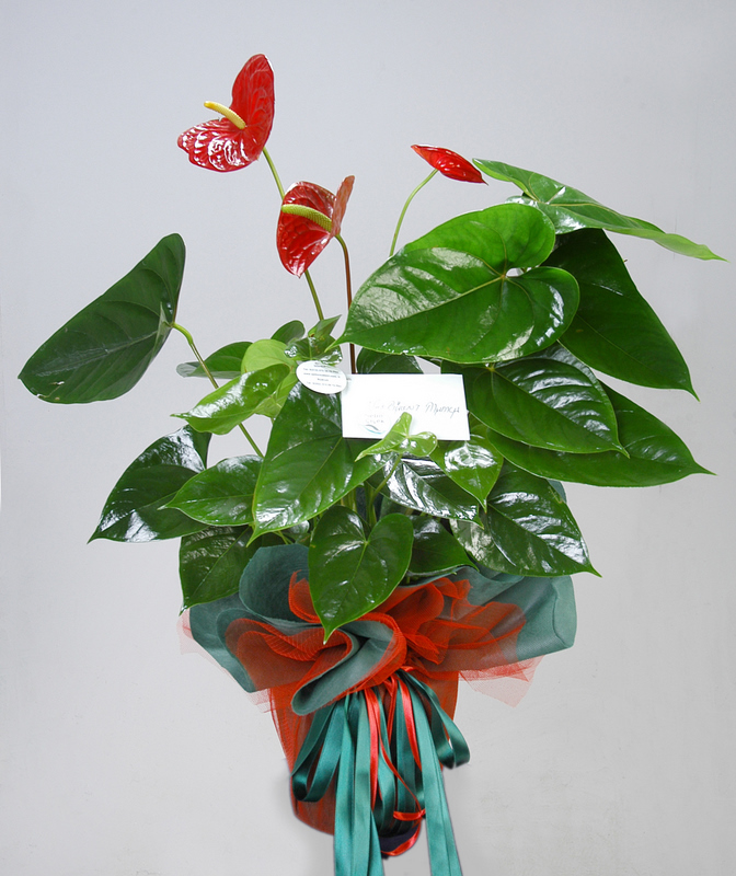 Anthurium